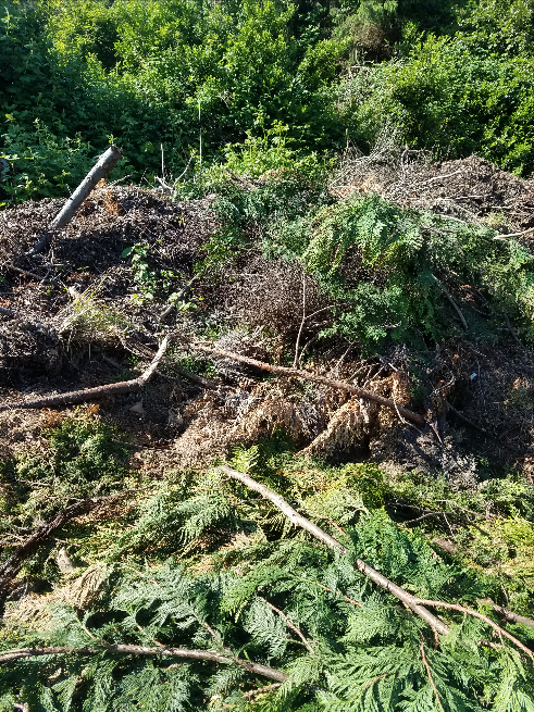 Pile of freshly cut green branches and twigs on the ground, with dense green foliage in the background.